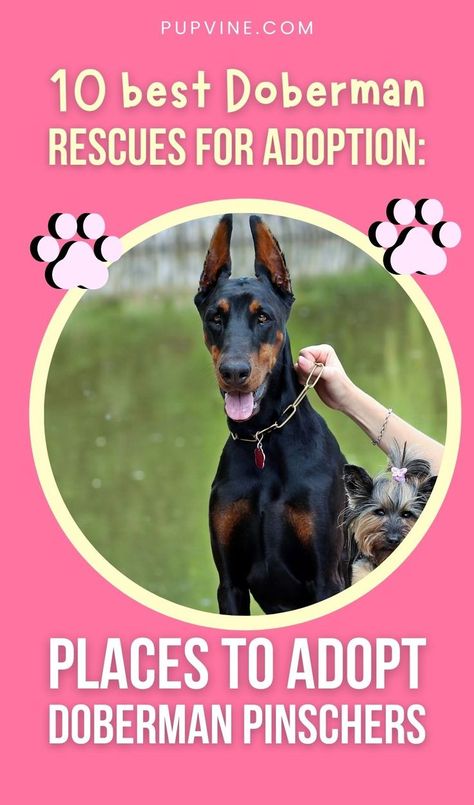 Doberman Rescue, Pinscher Dog, Doberman Pinscher Dog, Dog Picture, Doberman Dogs, Dog Breeder, Doberman Pinscher, Animal House, Doberman