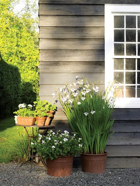 Container Garden Pictures Deborah Needleman (Homeowner) Garrison, NY Garden Containers, Garden Pictures, Blooming Plants, Outdoor Entertaining Area, Slide Show, Country Gardening, Terracotta Pots, Outdoor Entertaining, Garden And Yard