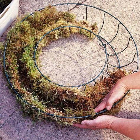 Soak your sphagnum moss in water for an hour or so before you plant your wreath. Take a handful of moss and gently squeeze out the excess moisture. Pack the moss around the bottom and sides of your wreath form. Living Wreaths, Succulent Wreath Diy, Tanaman Sukulen, Living Wreath, Succulent Wreath, Small Wreaths, Succulent Gardening, Blooming Plants, Cactus Y Suculentas