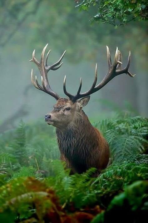 A Stag in the Glen, Scotland. Natur Tattoo Arm, Stag Animal, Deer With Antlers, Hirsch Tattoo, Deer Wallpaper, Regnul Animal, Iphone Wallpaper Hd, Deer Photos, Deer Painting