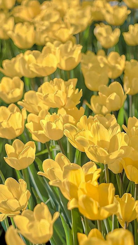 Yellow Photo Aesthetic, Header Flower, Yellow Flower Wallpaper, Yellow Aesthetic Pastel, Yellow Daffodils, Yellow Tulips, Yellow Wallpaper, Beautiful Landscape Wallpaper, Yellow Aesthetic