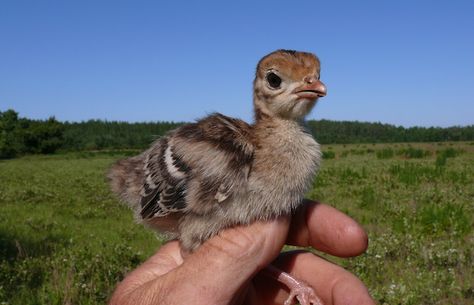 How a little turkey became one lady's bestie Raising Turkeys, Baby Turkey, Pet Resort, Wild Turkey, Big Bird, Bird Pictures, Baby Shark, Science And Nature, Animals Friends