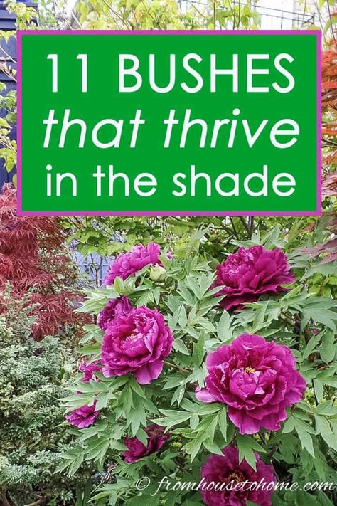 This list of shrubs is perfect for my shade garden. I wasn't sure how to fill in the garden bed and now I have a bunch of options. I really like the 4th one. #fromhousetohome #shadegarden #gardening #gardenideas #bushesundertrees Evergreens For Shade, Shade Loving Shrubs, Plants Under Trees, Evergreen Bush, Shade Garden Plants, Fuchsia Flowers, Shade Flowers, Shade Perennials, Longwood Gardens