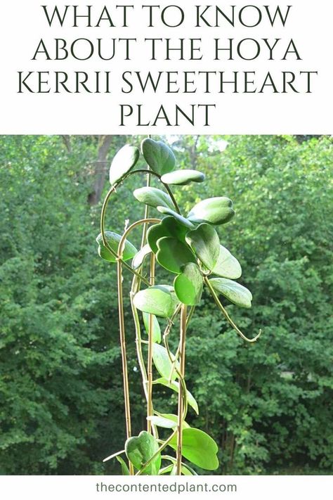 what to know about the hoya kerrii sweetheart plant-pin image Hoya Kerrii Care, Sweetheart Plant, Sweetheart Hoya, Hoya Kerrii, Heart Plant, Plant Display Ideas, Heart Shaped Leaves, Hoya Plant, Plant Parent