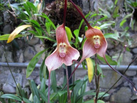 And also there are monkey orchids that have MONKEY FACES Flying Duck Orchid, Monkey Orchid, Strange Flowers, Monkey Face, Moth Orchid, Animals Amazing, Special Flowers, Unusual Plants, Unusual Flowers