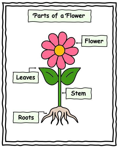 Homegrown Hearts and Minds: FREE Parts of a Flower (Preschool) Part Of A Flower Preschool, Parts Of A Plant For Preschool, Parts Of The Plants Worksheets For Kindergarten, Flowers Art For Preschool, Plants Worksheets For Preschool, Parts Of A Flower Worksheet Preschool, Flower Parts Preschool, Parts Of A Flower Kindergarten, Part Of Flower Worksheet