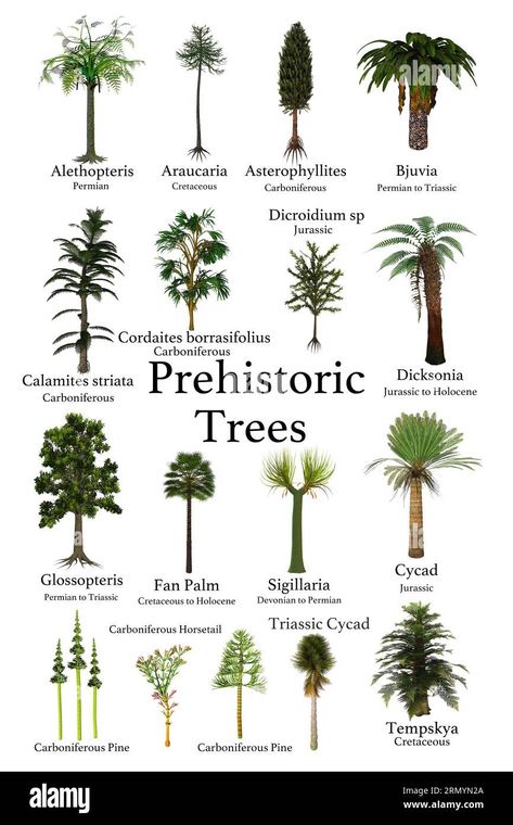 Prehistoric Trees, Prehistoric Period, Fan Palm, Image Processing, Urban Garden, 3d Illustration, Trees To Plant, Image Illustration, Print Images