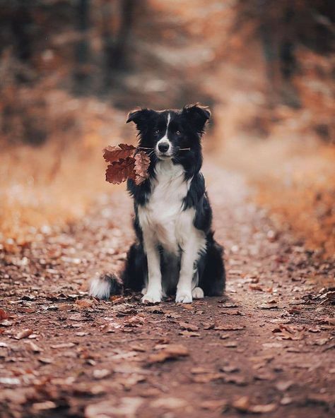 Border Collie Aesthetic, Autumn Dogs, Brown Border Collie, Dog Photoshoot Pet Photography, Animal Photoshoot, Shooting Inspiration, Cute Borders, Dog Photoshoot, Herding Dogs