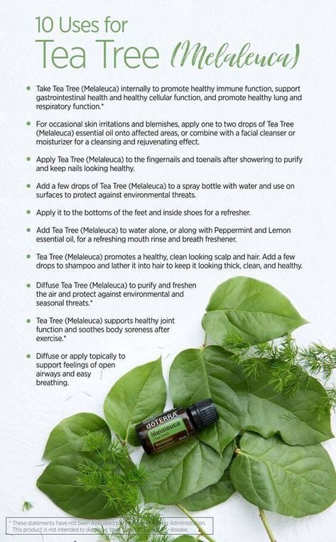 Making Tea Tree essential oil a part of your daily skin routine will help keep your skin clean and toned with a healthy appearance. #thisoiljourney #doterra #teatree #melaleuca Tea Tree Essential Oil Benefits, Doterra Tea Tree, Melaleuca Essential Oil, Tea Tree Oil Uses, Essential Oil Education, List Of Essential Oils, Healthy Lungs, Essential Oil Benefits, Doterra Oils