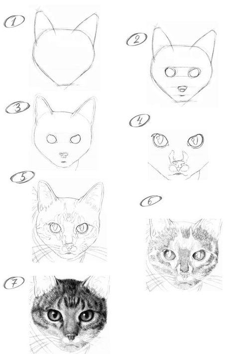 Drawing Tutorial Cat, Cat Eye Drawing, Cat Hand Drawing, Cat Drawing Sketches, Cat Drawings Simple, Realistic Cat Drawing, Cat Drawing Simple, Cat Drawing Ideas, Cat Face Drawing