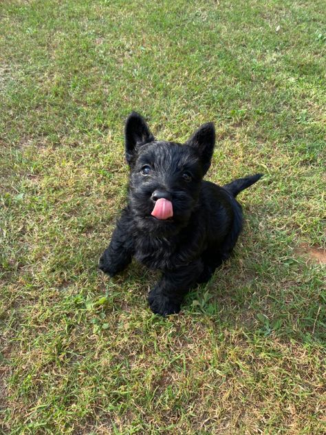 scottish terrier escoces perro dog Black Terrier, Pretty Dogs, Scottish Terrier, I Love Dogs, Vision Board, Puppies, Dogs