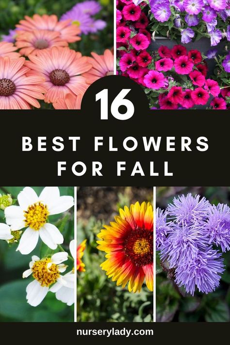 Fall flowers -
Autumn gardening -
Garden inspiration -
Seasonal blooms -
Plant care tips -
Blooming beauties -
Fall landscaping -
Seasonal flowers -
Autumnal floral varieties -
Fall garden landscaping -
Seasonal favorites -
Garden design -
Horticultural recommendations -
Botanical diversity -
Plant cultivation -
Floriculture techniques - Flowers That Bloom In Fall, November Flowers In Season, Partial Sun Flowers, Flowers For Fall, Fall Wildflowers, Fall Flowers Garden, Fall Container Gardens, Flower Bed Designs, Stunning Flowers