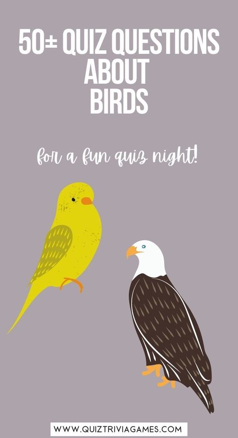 Bird Games, Bird Scavenger Hunt Free Printable, Bird Themed Activities, Bird Word Search, Australian Trivia Questions And Answers, Animal Trivia Questions And Answers, Trivia Questions For Kids, Animal Quiz, Christmas Quiz