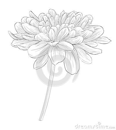 Beautiful monochrome black and white dahlia flower isolated on white background. by 1evgeniya1, via Dreamstime Black And White Dahlia, White Dahlia Flower, Dahlia Tattoo, White Dahlia, Monochrome Black And White, Flower Line Drawings, Dahlia Flower, Great Tattoos, Light Of My Life