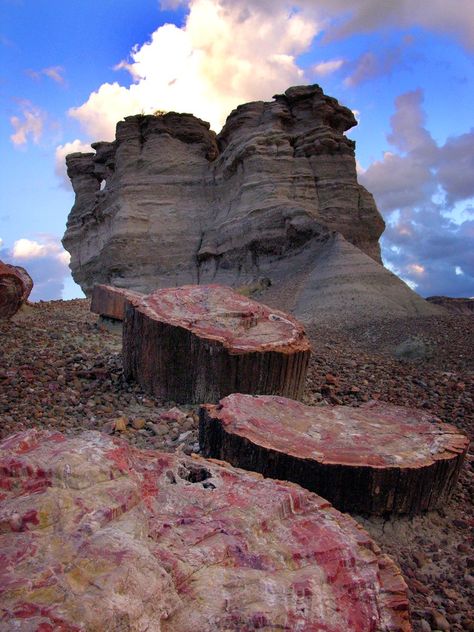 Colorful sedimentary badland hills, flat-topped mesas, & sculptured buttes of the Chinle Formation exposing fossils & petrified wood - Petrified Forest National Park's Photo National Park Photography, Petrified Forest National Park, Spooky Places, Petrified Forest, Giant Tree, Geology Rocks, National Park Photos, Fairy Queen, Ancient Forest