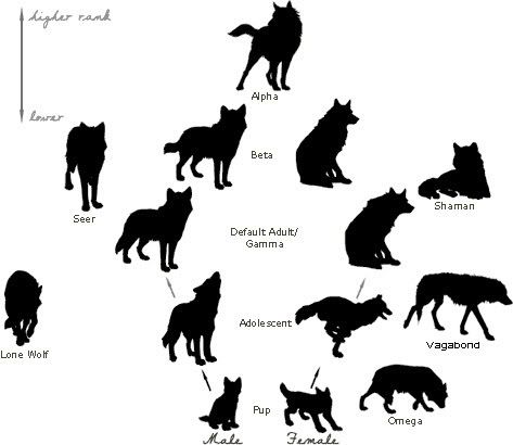 hierarchy of a wolf pack. | Note: The only gender-specific poses are male and female pup ... Wolf Pack Hierarchy, Werewolf Hierarchy, Werewolf Pup, Wolf Ranks, Werewolf Pack, Wolf Packs, Female Wolf, Wolf Therian, Wolf Stuff