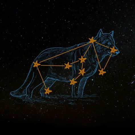 Wolf Constellation, Mythical Wolf, Canis Major, Constellation Tattoo, Constellation Tattoos, Header Pictures, Star Constellations, Body Stickers, Nature Drawing