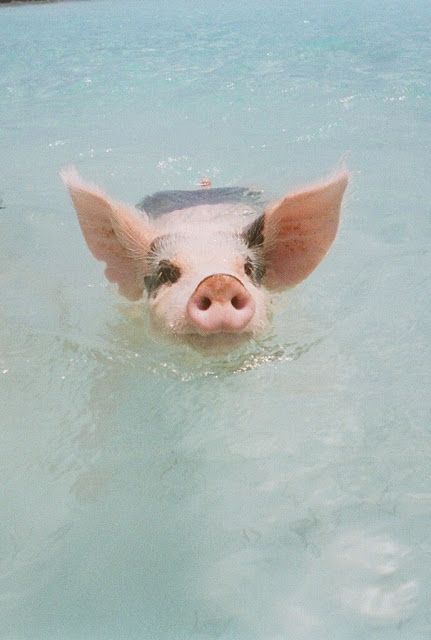 Pig Beach Bahamas, Pig Beach, Summer Somewhere, Exuma Bahamas, Swimming Pigs, Cute Piglets, Baby Pigs, Cute Pigs