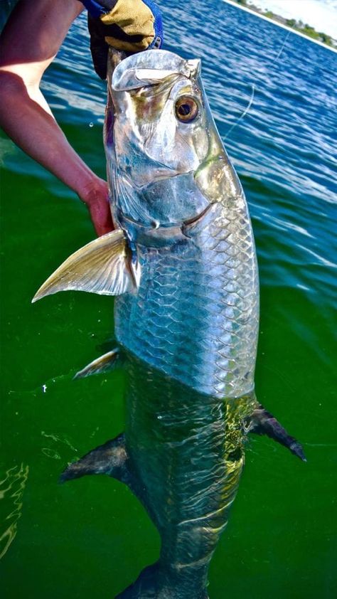 Tarpon Fishing, Fishing Charters, Good Attitude, Ice Fishing, Red Fish, Fishing Tips, Fishing Trip, Fly Fishing, Jay