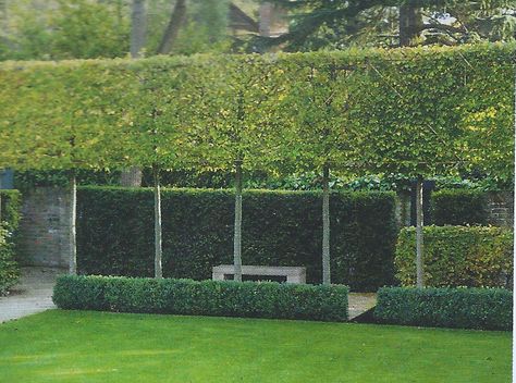 Pleached Hornbeam hedge; garden by Charlotte Rowe; part of a photo by Margaret Majerus. Pleached Trees, Hornbeam Hedge, Moderne Have, Garden Hedges, Backyard Privacy, Garden Screening, Contemporary Garden, Formal Gardens, Backyard Fences