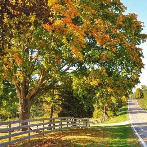 Ahh Kenyon College, Mount Vernon Ohio, Knox County, October Halloween, Autumn Drives, Mount Vernon, Photo Tree, Take Me Home, Time Of The Year