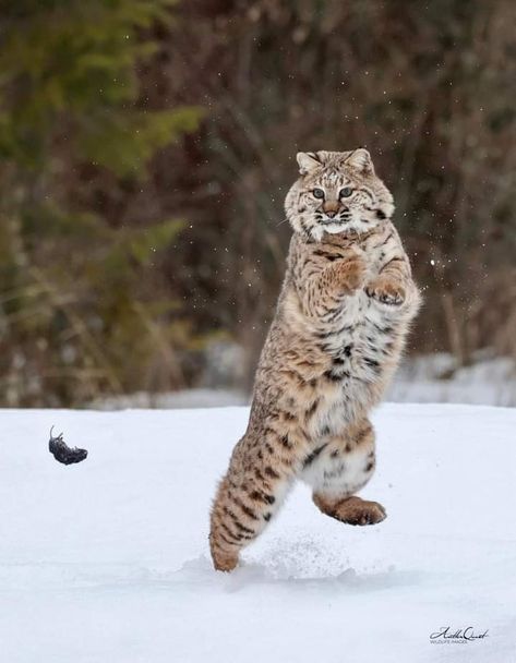 After the bobcat stalked and caught the vole it played with it like a barn cat with a mouse. Pic by Jeff L Coldwell Bobcat Therian, Bobcat Photography, Bobcat Art, Hunting Checklist, Bobcat Pictures, Bobcat Kitten, Bob Cats, Barn Cat, Bob Cat