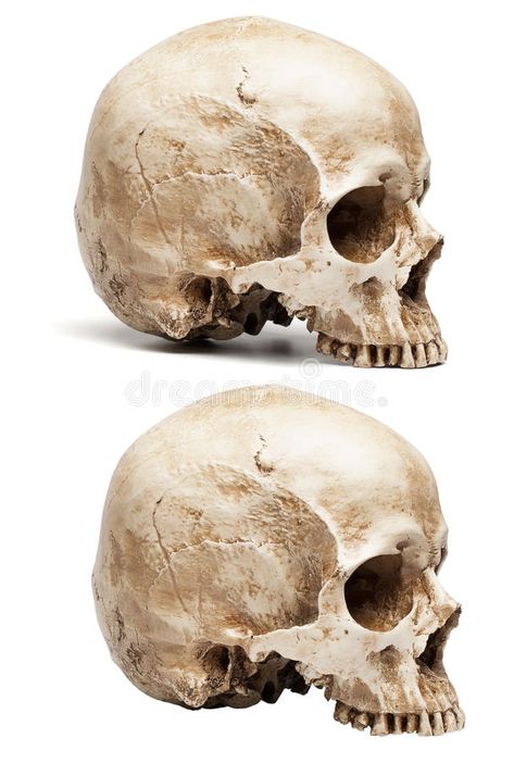 Skull Without Jaw, Skull Reference, Gcse Art, Skull And Bones, Stock Images Free, Anatomy, Art Ideas, Bones, White Background