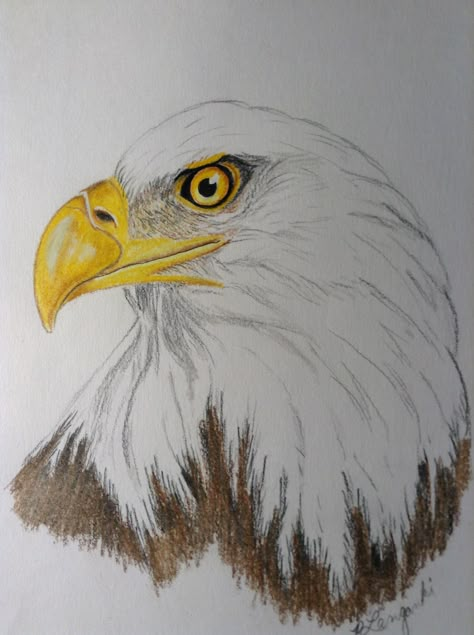 Egal Drawings, Egal Sketch, Drawing An Eagle, Eagle Sketches Pencil, Eagle Drawing Sketches, Eagle Pencil Drawing, Pencil Drawings Of Eagles, Eagle Drawing Easy, Bald Eagle Drawing Sketches