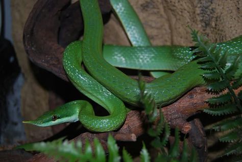 Rhino rat snake Rhino Rat Snake, Stories Pictures, Rat Snake, Reptiles And Amphibians, Ask Questions, Amphibians, Snakes, Rats, Reptiles