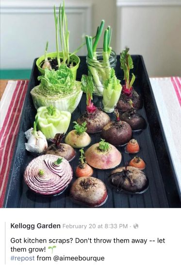 Indoor Vegetables, Ginger Plant, Vegetable Garden Raised Beds, Small Vegetable Gardens, نباتات منزلية, Vegetable Garden Diy, Veg Garden, Home Vegetable Garden, Container Gardening Vegetables