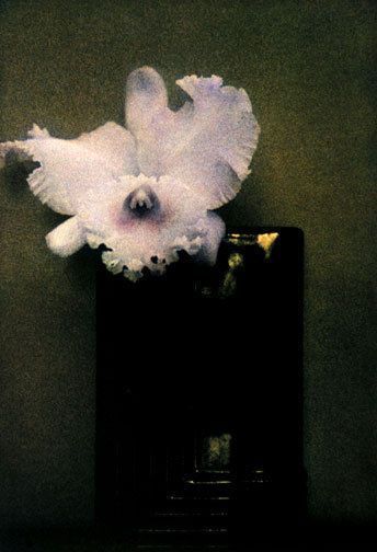 Sheila Metzner, Fine Art Portrait Photography, Print Journal, Flowers For Sale, Mood Board Inspiration, Fashion Photography Inspiration, Japanese Flowers, Colour Photograph, Am Pm