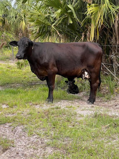 Momma and Baby 🐮 #cow #cattle #calf #brangus #florida #agriculture #fyp #floridaliving #farming #cattlewomen Brangus Cattle, Baby Cow, Florida Living, Agriculture, Cow, Florida