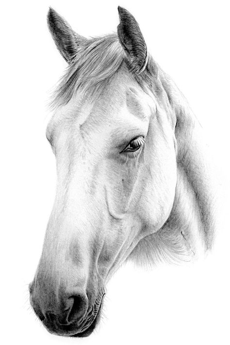 Drawing of Horses Pencil Drawings Of Horses, Drawings Of Horses, Drawing Of Horse, Drawing Of A Horse, Portraits Pencil, Horse Pencil Drawing, Dog Pencil Drawing, Horse Pens, Realistic Animal Drawings