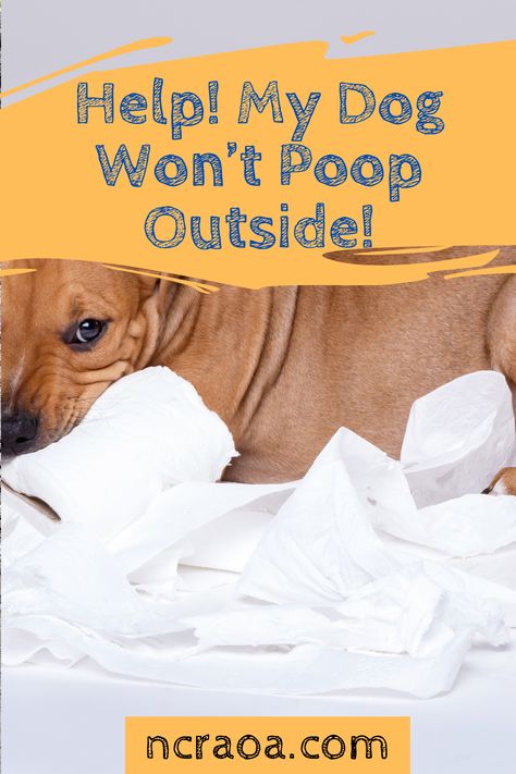 How To Stop Dog From Pooping In House, Dog Pooping In House, Toy Chihuahua, Dogs Pooping, Older Dogs, Old Dogs, Russell Terrier, Senior Dog, Jack Russell Terrier