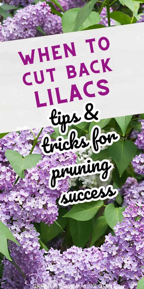 If you want your lilacs to thrive, it's important to know when to give them a trim. The ideal time to cut back lilacs is in late spring or early summer, once the blooms have faded. This will help keep the plant healthy and encourage strong growth. Check out our guide to lilac care for more tips and tricks! When To Prune Lilac Bushes, Trim Lilac Bush, When To Trim Lilac Bushes, How To Trim A Lilac Bush, Trimming Lilac Bushes, How To Prune Lilac Bush, How To Trim Lilac Bushes, Pruning Lilac Trees, Planting Lilac Bushes