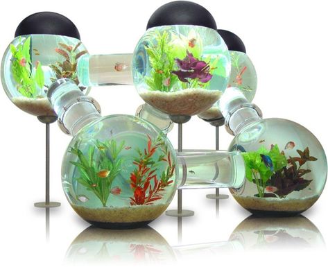 O.M.G. I do NOT want fish, but I would SO have fish if they could be in this super-duper cool tank/thing. Craaazy-cool. Modern Fish Tank, Tanaman Air, Cool Fish Tanks, Fish Tank Design, Aquarium Terrarium, Freshwater Aquarium Fish, Cool Fish, Aquarium Design, Tank Design