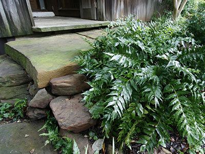 Holly Fern - University of Florida, Institute of Food and Agricultural Sciences Fern Landscaping, Shady Plants, Japanese Holly, Holly Fern, Understory Plants, Fern Care, Fern Plants, Florida Landscaping, Florida Plants