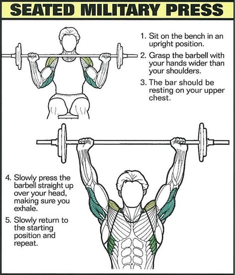 Problem with the seated military press for shoulder. Learn here how to do it step by step with correct form. #shoulder #exercise #workout #diet #howtodo #beginner #plan Shoulder Exercise, Tuesday Workout, Study Info, Best Shoulder Workout, Burn Fat Build Muscle, Full Body Training, Push Workout, Exercises For Beginners, Strength Exercises