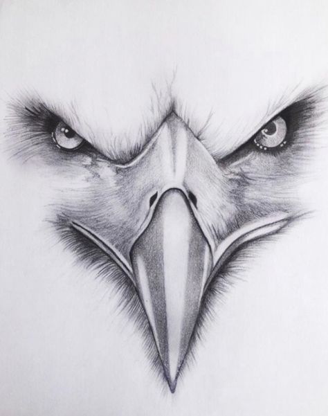 Bird Face Drawing, Eagle Face Drawing, Eagle Face Tattoo Design, Eagle Eyes Tattoo, Eagle Eye Drawing, Eagle Sketches Pencil, Pencil Drawings Of Eagles, Bald Eagle Sketch, American Flag Artwork