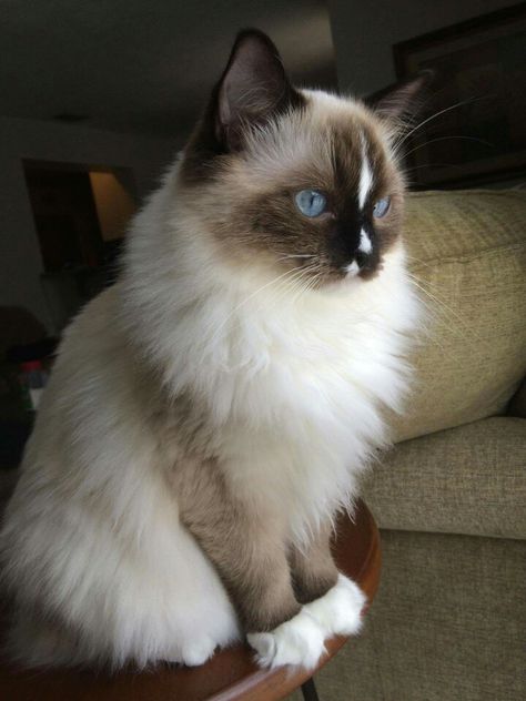 Luna. Seal with blaze Ragdoll. 9 months old Seal Point Ragdoll, Ragdoll Kittens, Cat Apparel, Cat Products, Ragdoll Cats, Ragdoll Kitten, Kitten Care, Best Images, Ragdoll Cat