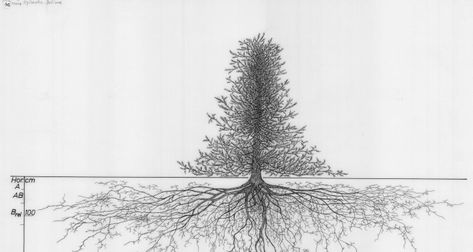 Drawings of forest trees in the Root Systems Collection - WUR Roots Drawing, Viburnum Opulus, Picea Abies, Root System, Forest Trees, Plant Drawing, Art Nouveau Design, Tree Roots, Tree Drawing