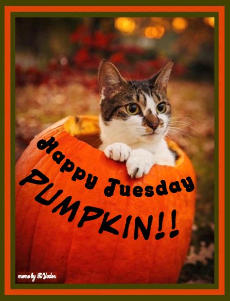 Happy Tuesday Halloween, Tuesday Halloween, Cat In A Pumpkin, Tuesday Quotes Good Morning, Tuesday Blessings, Morning Tuesday, Hello Tuesday, Dog Pumpkin, Good Morning Thursday