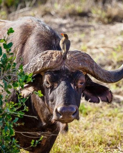 5 Days Magical Kenya Luxury Safari This is a 5-day safari visiting Lake Naivasha, Lake Nakuru, and Masai Mara. In Lake Nakuru, you'll enjoy water birds and other bird species. The best place to view the birds is from Baboon Cliff, where you get an excellent view of the lake and the wonderful spectacle of pink flamingos along its edge. The Masai Mara National Reserve is one of the best places in Africa for wildlife viewing. Game drives are a great way to experience the park and they take pl... Places In Africa, Lake Nakuru, Masai Mara National Reserve, Water Birds, Luxury Safari, Masai Mara, Baboon, Bird Species, The Birds