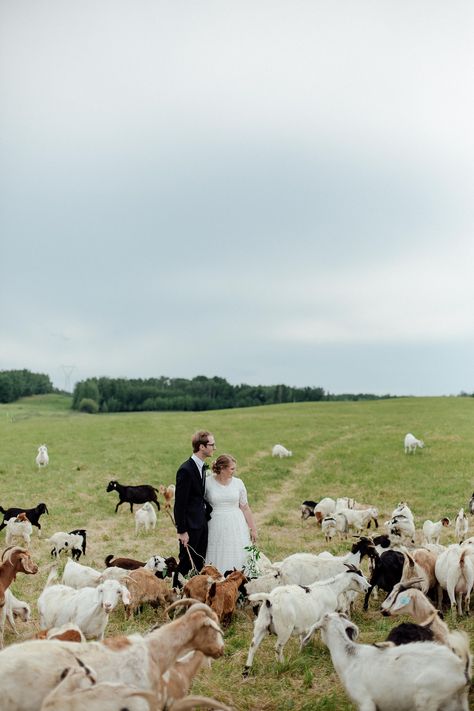 Popeye And Olive, Goat Farm, Edmonton Wedding, Baby Goat, Anniversary Photo, Anniversary Photoshoot, Goat Farming, Edmonton Alberta, Baby Goats