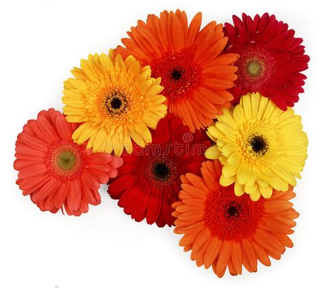 Gerber daisies. Yellow, red and orange gerber daisies on white , #AFFILIATE, #Yellow, #daisies, #Gerber, #red, #white #ad Gerber Daisy Wedding, Daisy Wedding Flowers, Yellow Palette, Gerber Daisy, Carnival Wedding, Gerber Daisies, Gerbera Daisy, Marrying My Best Friend, Red And Orange