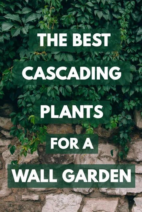 The Best Cascading Plants for a Wall Garden – Garden Tabs Cascading Plants, Wall Climbing Plants, Mos Wand, Creepers Plants, Vertical Garden Plants, Garden Wall Designs, Ivy Wall, Vertical Garden Design, Vertical Garden Wall