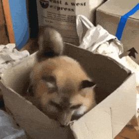 Fox Stim Gif, Fox Stimboard, Funny Fox Pictures, Fox Videos, Fox Eat, Fox Gif, Fox Pictures, I Love Him So Much, Pet Fox