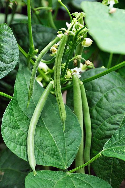 A cluster of green beans are holding on as they near ripeness and prepare to be picked. The blossoms of the plant are small and white and arrange themselves near to the vegetables. The broad leaves mix in the background with the long stems of the plant. Growing Green Beans, Bean Plant, Runner Beans, Growing Greens, Pole Beans, Bean Seeds, Veg Garden, Blue Lake, Planting Vegetables