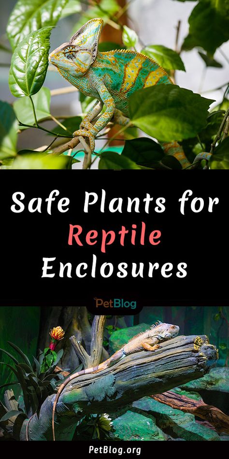 Looking for a list of the safe plants for reptile enclosures? Here is a list of some of the most common non-toxic plants for reptiles.  #reptiles #reptile #reptilepet #reptilecare #petblog #lovereptiles Reptile Safe Plants, Diy Reptile Enclosure, Iguana Enclosure, Lizard Cage, Iguana Cage, Chameleon Plant, Chameleon Care, Diy Reptile, Toxic Plants