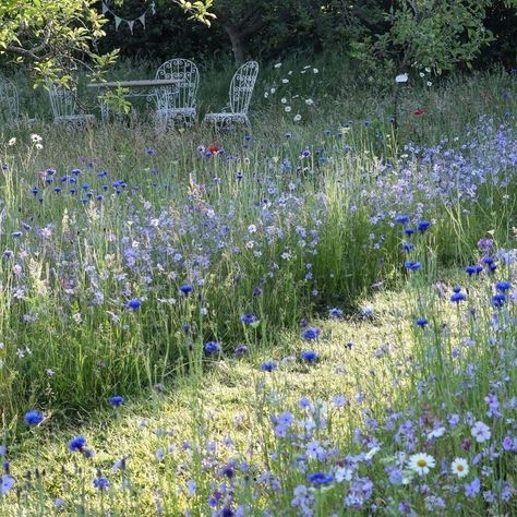 Pictorial Meadows on Instagram: “Beautiful photos from @louise_ness1 of our Moody Blues perennial meadow mix 💙 A spellbinding mix of cool and elegant blues, mauves,…” Get Off My Lawn, Meadow Garden, Cottage Garden Design, Wildflower Meadow, Blue Garden, Wildflower Seeds, The Meadows, Garden Lovers, Permaculture